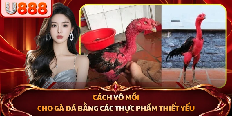 Cách vô mồi cho gà đá bằng các thực phẩm thiết yếu